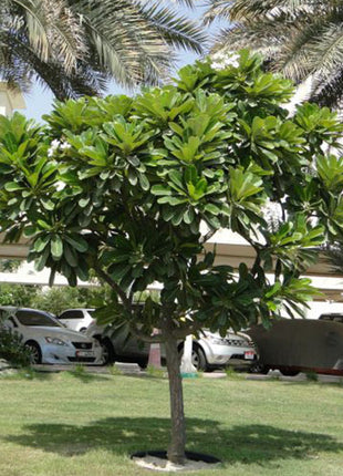 Plumeria Obtusa &#8220;Frangipani, The Temple Tree or Champa&#8221;