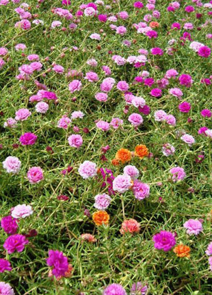 Portulaca Grandiflora | Rose Moss | 9cm pot