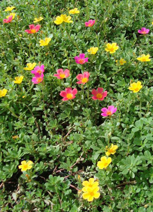 Portulaca Grandiflora &#8220;Hanging&#8221; Rose Moss