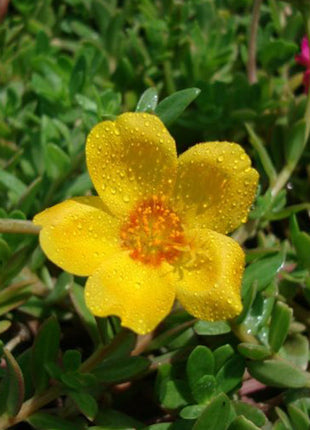 Portulaca Grandiflora &#8220;Hanging&#8221; Rose Moss