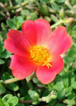 Portulaca Grandiflora &#8220;Hanging&#8221; Rose Moss