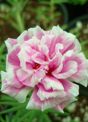 Portulaca Grandiflora | Rose Moss | 9cm pot