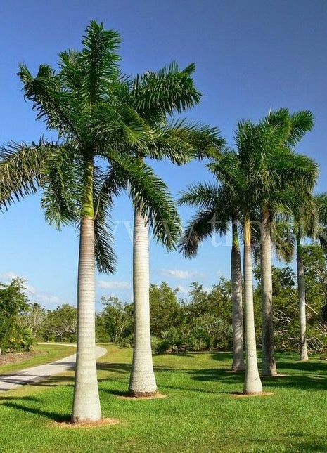 Roystonia Regia &#8220;Royal Palm&#8221; النخيل الملكي