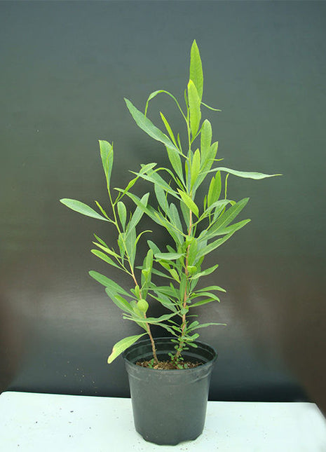 Dodonaea Viscosa &#8220;Hopbush&#8221; 20-30cm