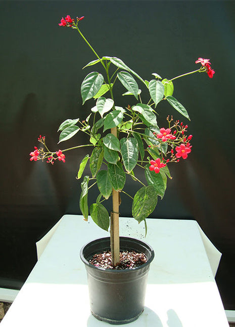 Jatropha Integerrima &#8220;peregrina or spicy jatropha&#8221;
