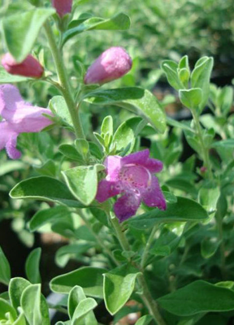Leucophyllum Frutescens &#8220;Texas Sage&#8221;