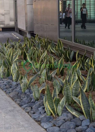 Sansevieria Trifasciata Or Snake Plant (Outdoor)