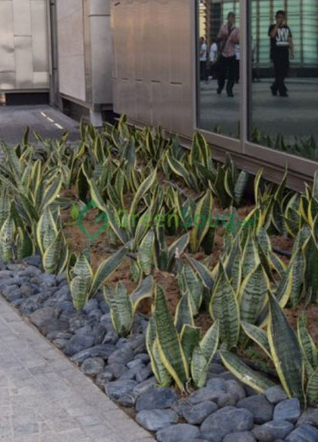 Sansevieria Trifasciata Or Snake Plant (Outdoor)