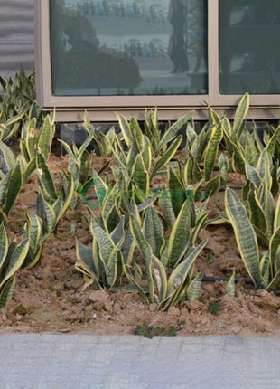 Sansevieria Trifasciata Or Snake Plant (Outdoor)