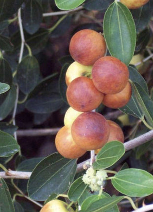 Ziziphus Spina Christi or Sidr Tree شجرة سدر