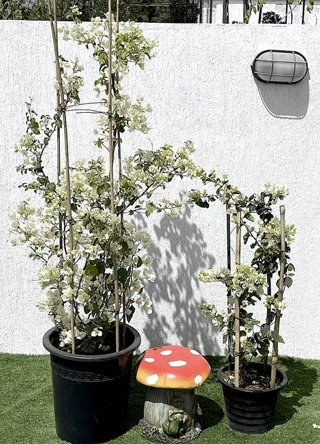 Bougainvillea Glabra &#8220;30 to 160cm&#8221; White