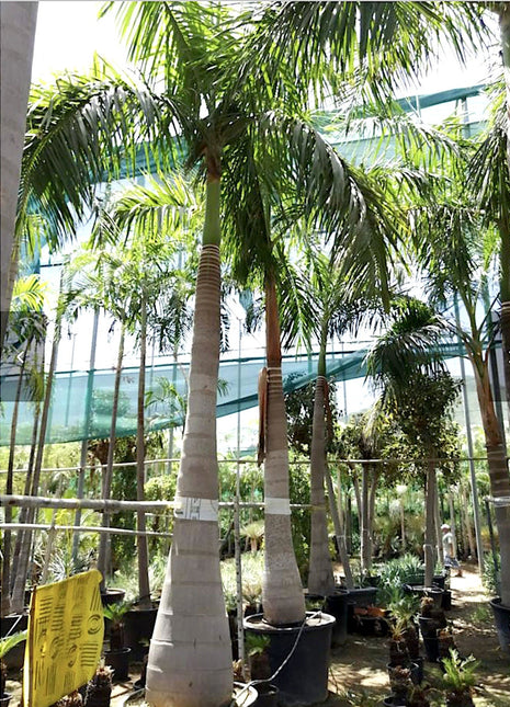 Roystonia Regia &#8220;Royal Palm&#8221; النخيل الملكي