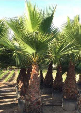 Washingtonia Robusta &#8220;Mexican Fan Palm&#8221;