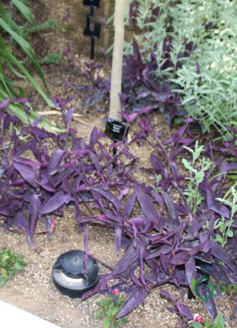 Setcreasea Purpurea or Purple Heart