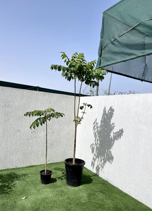 Spathodea Campanulata or African Tulip Tree