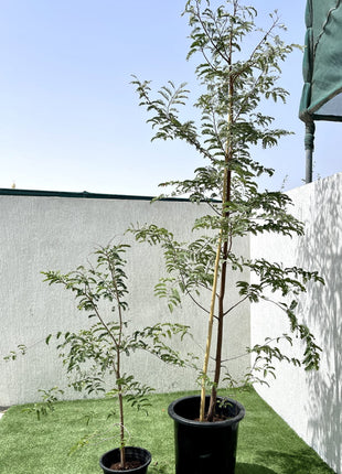 Tamarindus Indica or Tamarind Tree شجرة التمر الهندي