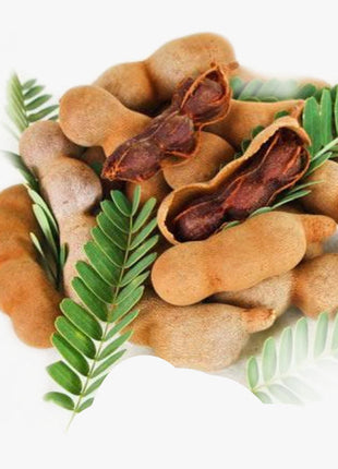 Tamarindus Indica or Tamarind Tree شجرة التمر الهندي