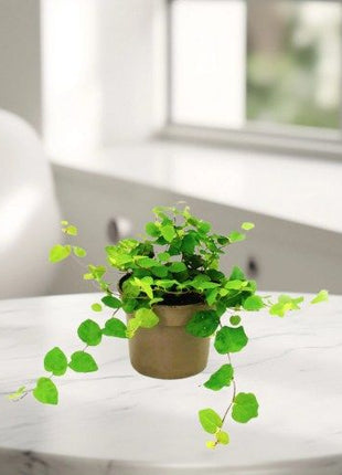 Strelitzia Nicolai or Bird of Paradise طائر الجنة