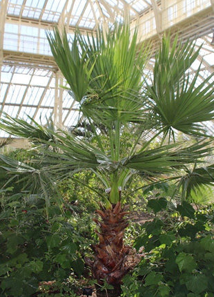 Washingtonia Robusta &#8220;Mexican Fan Palm&#8221;