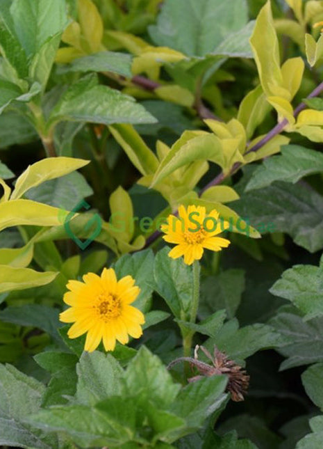Wedelia Trilobata (Creeping Daisy or Rabbit&#8217;s Paw)