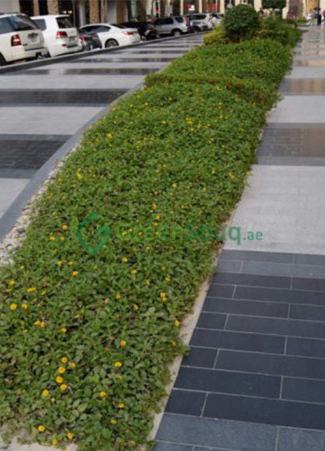 Wedelia Trilobata (Creeping Daisy or Rabbit&#8217;s Paw)