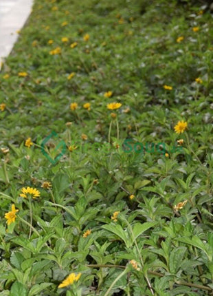 Wedelia Trilobata (Creeping Daisy or Rabbit&#8217;s Paw)