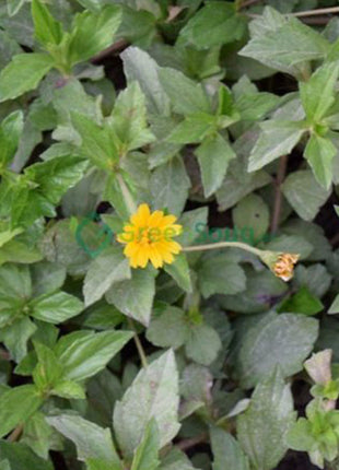 Wedelia Trilobata (Creeping Daisy or Rabbit&#8217;s Paw)