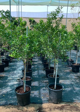 Lime Tree &#8216;Binzaheer&#8217; ليمون بن زهير