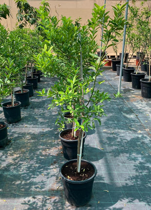 Lime Tree &#8216;Binzaheer&#8217; ليمون بن زهير