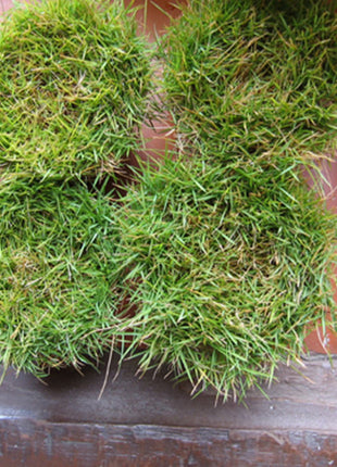 Zoysia Japonica or Korean Lawn Grass