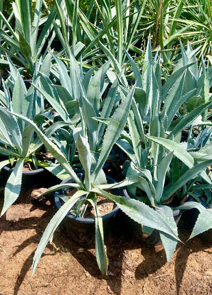Agave Americana or Century Plant