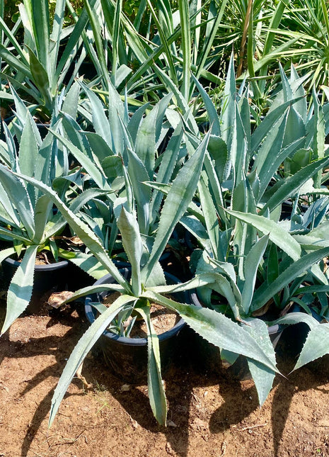 Agave Americana or Century Plant