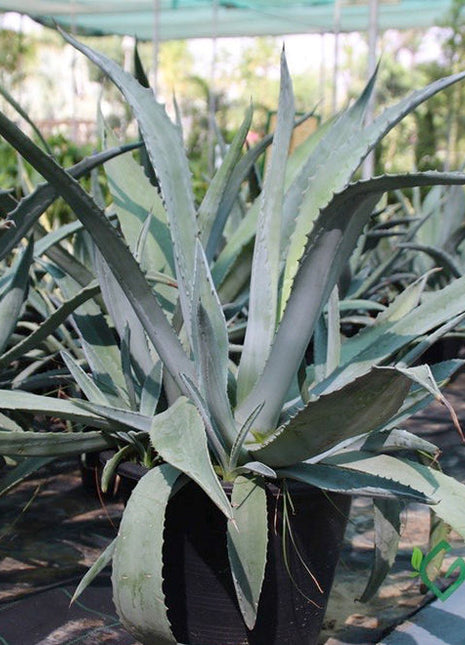 Agave Americana or Century Plant
