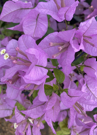 Bougainvillea alexandra &#8220;Purple-Paper Flower&#8221;