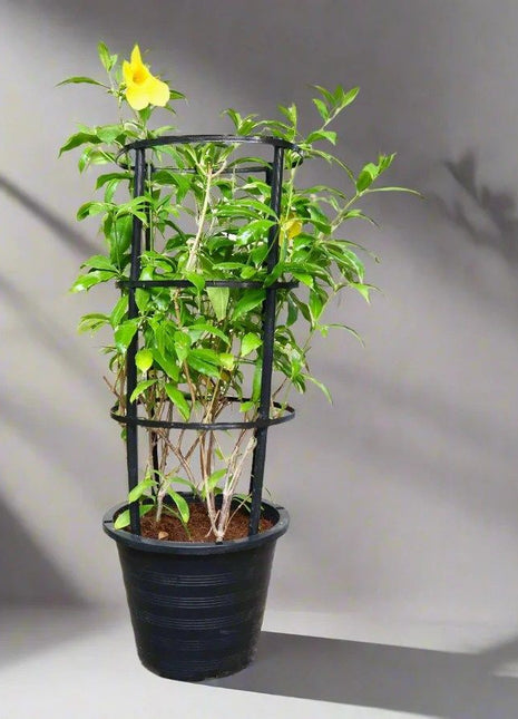 Allamanda Cathartica or Golden Trumpet 70 &#8211; 90cm