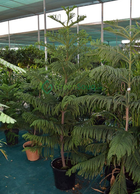 Araucaria Heterophylla (Norfolk Island Pine) 100cm to 120 cm