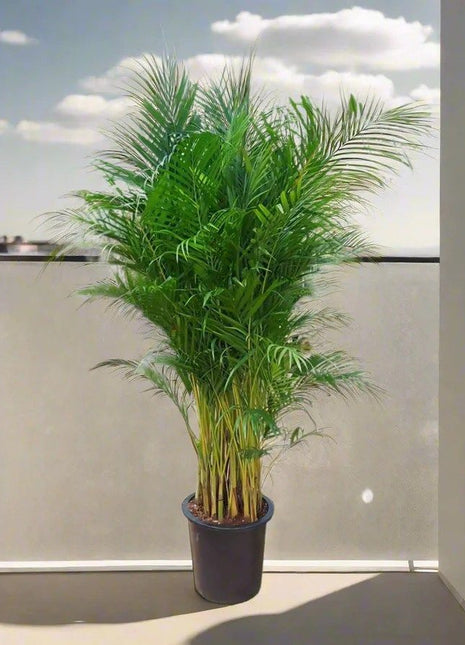 Areca palm Outdoor | Chrysalidocarpus lutescens | فراشة النخيل