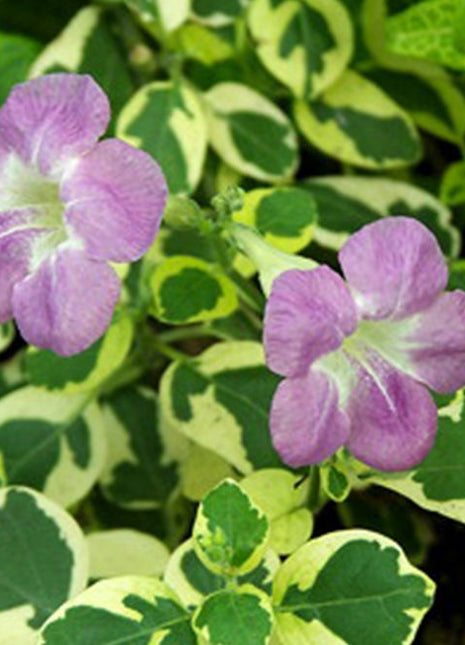 Asystasia Gangetica Variegata&#8221;Chinese Violet&#8221; 10-15cm