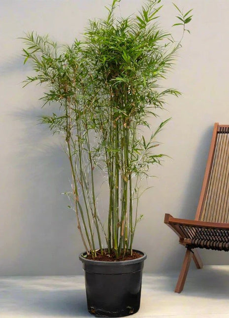 Bambusa Multiplex &#8220;Chinese Dwarf Bamboo&#8221; 1.2 &#8211; 1.5m overall height