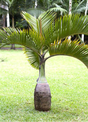 Hyophorbe Lagenicaulis &#8220;Bottle Palm&#8221; (1.8 to 2.0m)