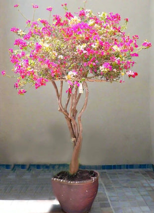 Bougainvillea Specimen &#8220;Single Head&#8221;