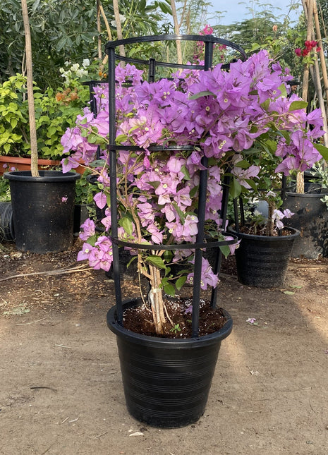 Bougainvillea alexandra &#8220;Purple-Paper Flower&#8221;