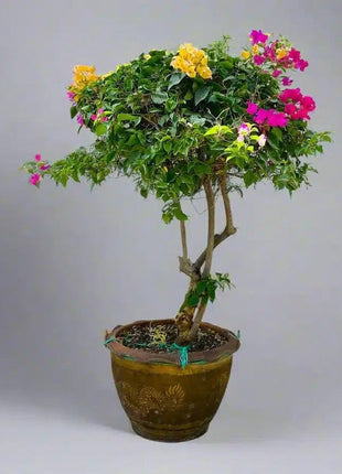 Bougainvillea Specimen &#8220;Single Head&#8221;