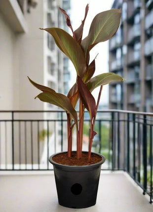 Canna Indica &#8216;Purpurea&#8217; 30 &#8211; 50cm Overall Height