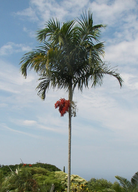 Carpentaria Acuminata &#8220;Carpentaria Palm&#8221;