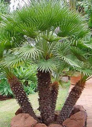 Chamaerops Humilis &#8220;European Fan Palm&#8221; 1.5 &#8211; 2.0m Multi Trunk Specimen