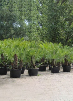 Chamaerops Humilis &#8220;European Fan Palm&#8221; 1.5 &#8211; 2.0m Multi Trunk Specimen