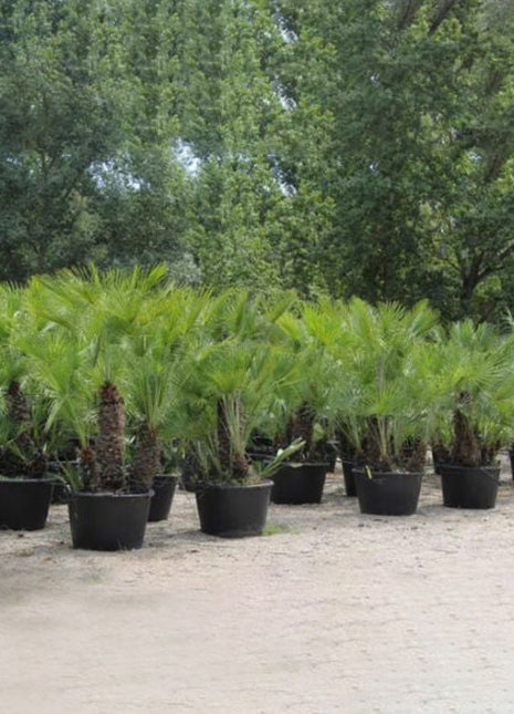 Chamaerops Humilis &#8220;European Fan Palm&#8221; 1.5 &#8211; 2.0m Multi Trunk Specimen