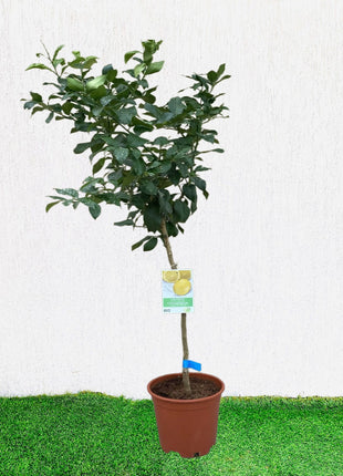 Citrus Lemon Spain شجرة ليمون