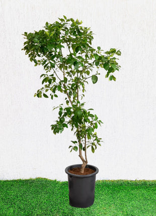 Citrus Orange or Orange Tree البرتقال الحمضيات